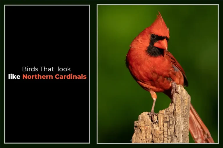 13 Birds That Look Like Northern Cardinals
