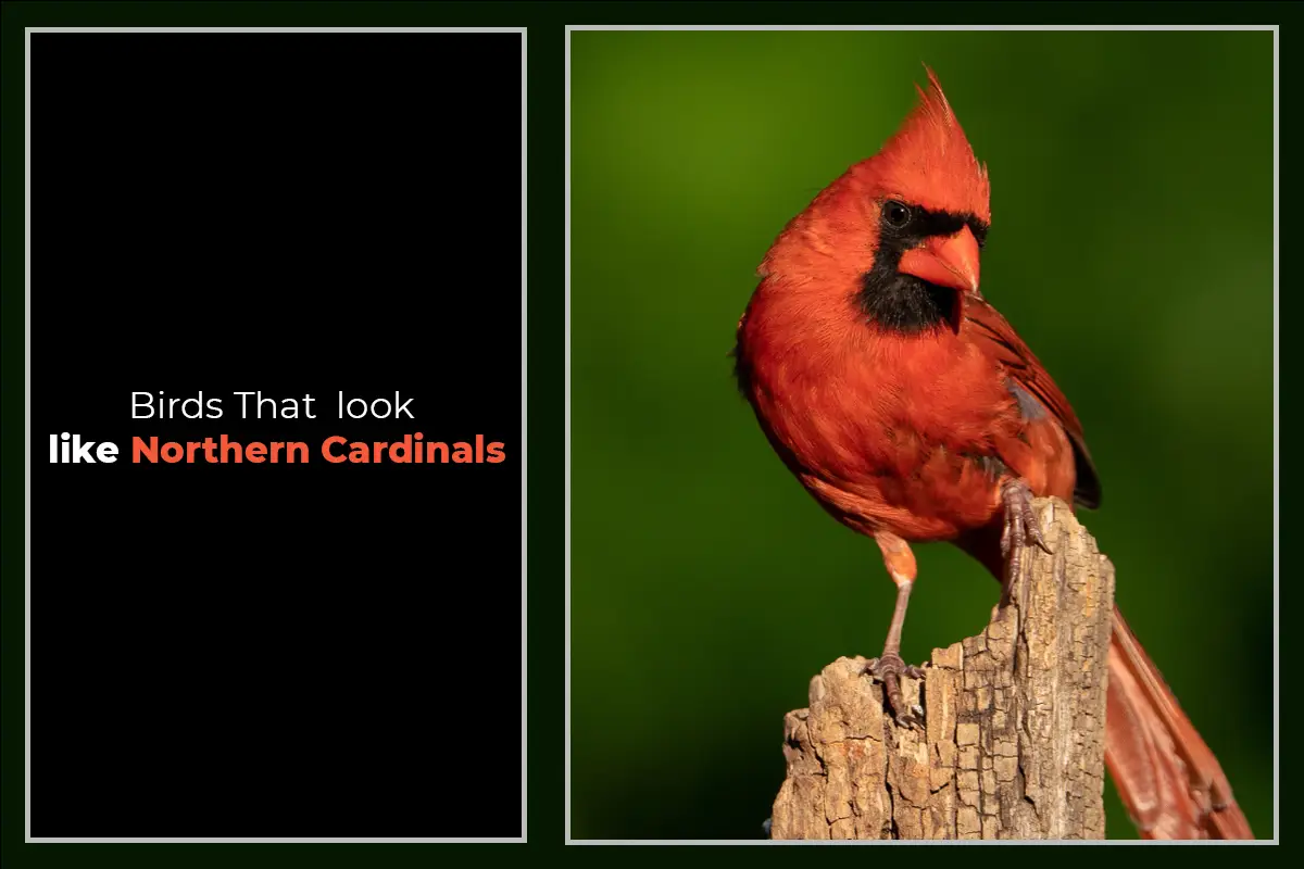 Birds-That-Look-Like-Northern-Cardinals