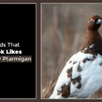 Birds That Look Like Willow Ptarmigan