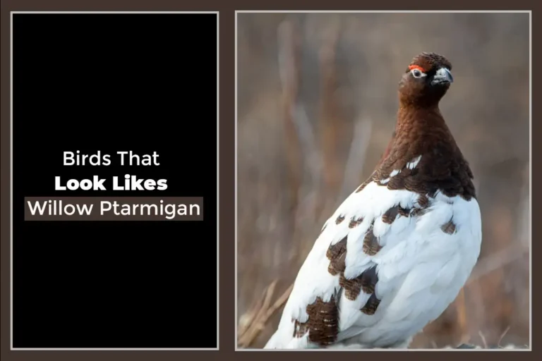 10 Birds That Look Like the Willow Ptarmigan