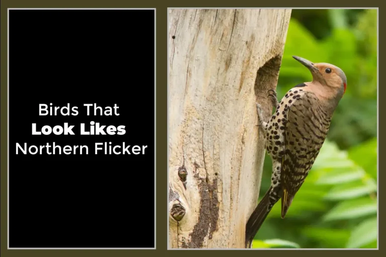 Birds That Look Likes Northern Flicker