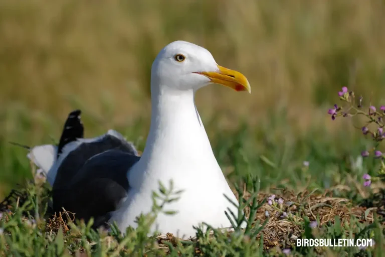 California Gull Overview: Graceful Seabirds