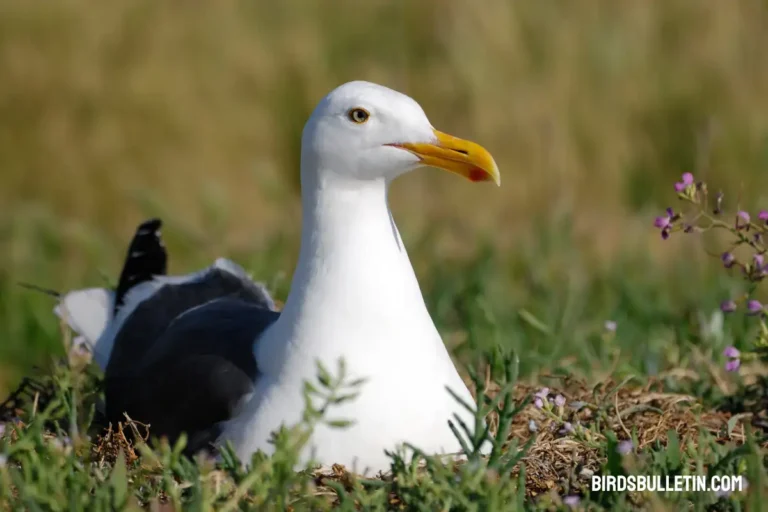 California Gull Overview