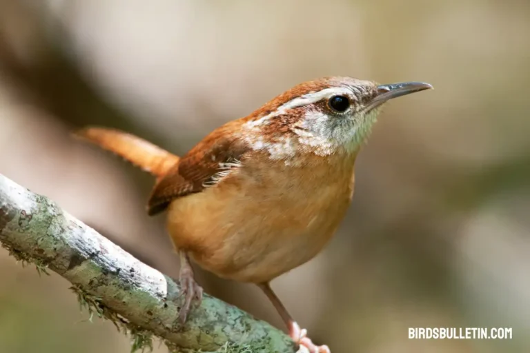 Carolina Wren Overview