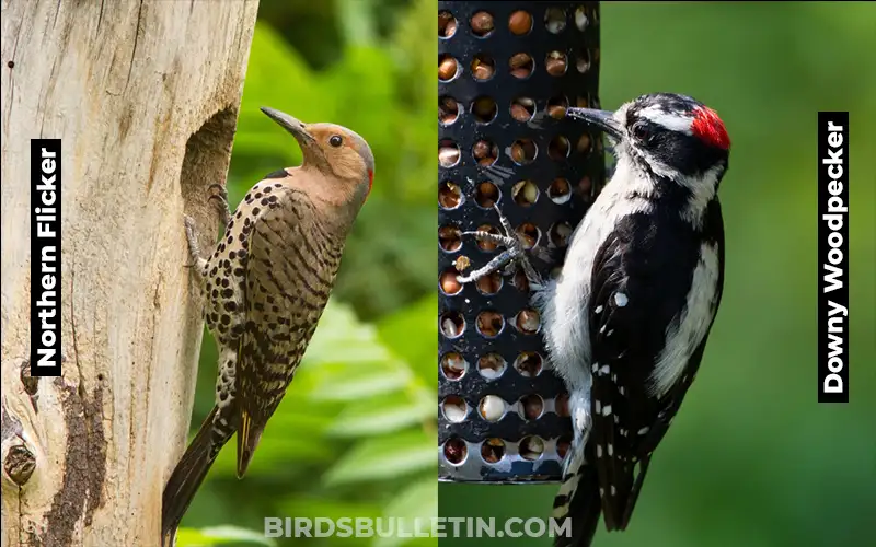 Downy Woodpecker vs Northern Flicker