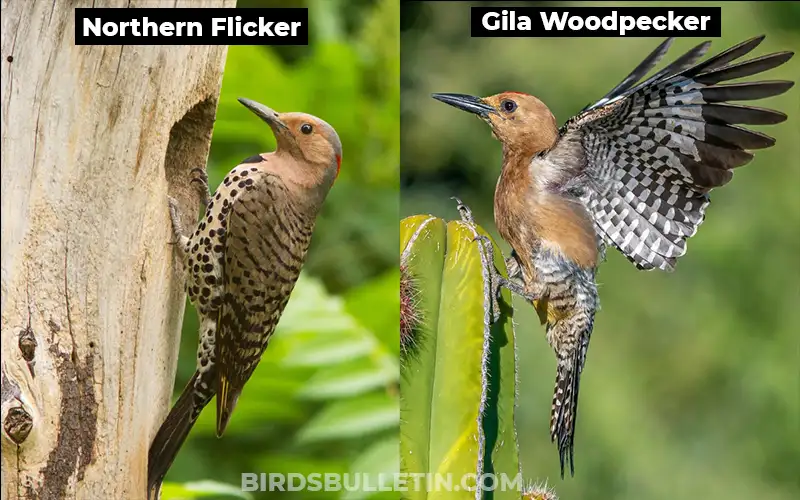 Gila Woodpecker vs Northern Flicker