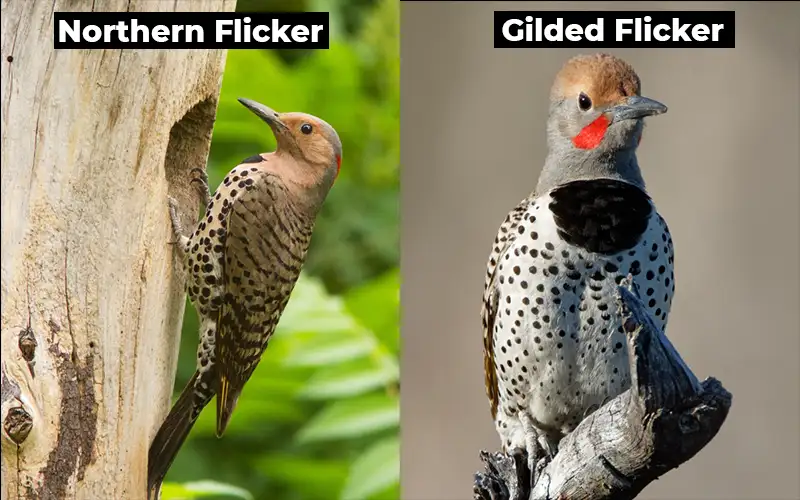 Gilded Flicker vs Northern Flicker