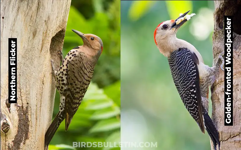 Golden fronted Woodpecker vs Northern Flicker