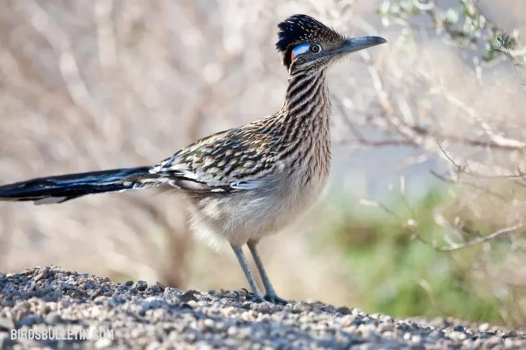 Greater Roadrunner: Unique Bird of the Southwest