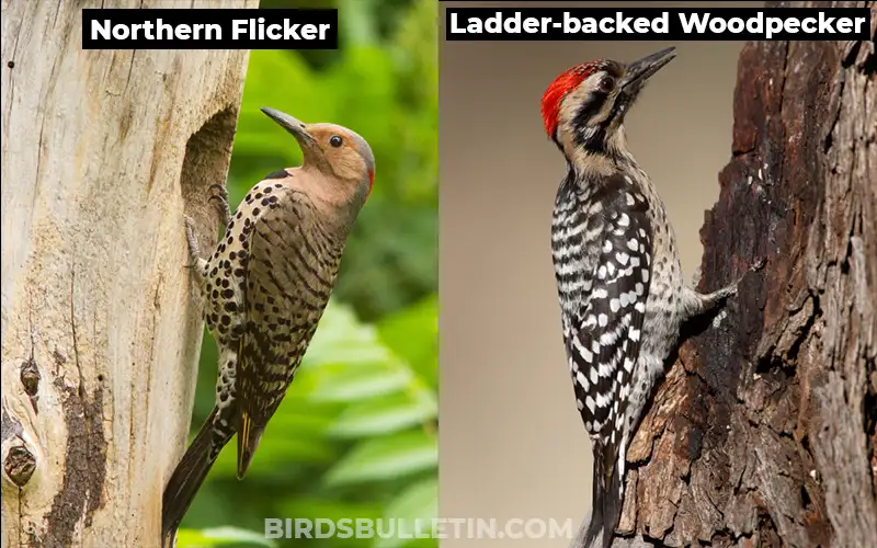 Ladder backed Woodpecker vs Northern Flicker