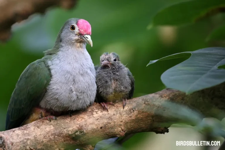Mariana Fruit-Dove (Islands): Identification And More