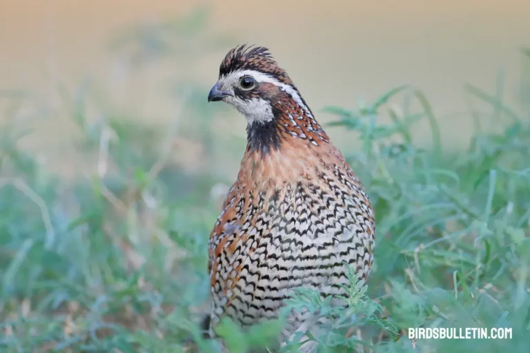 Northern Bobwhite Overview