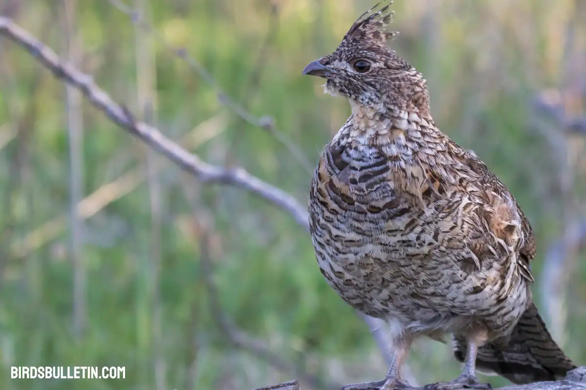 Overview of Ruffed Grouse
