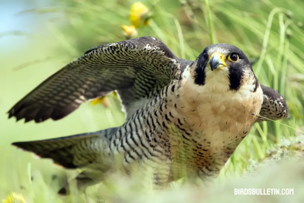 The Peregrine Falcon Swift Aerial Hunters Birds Bulletin