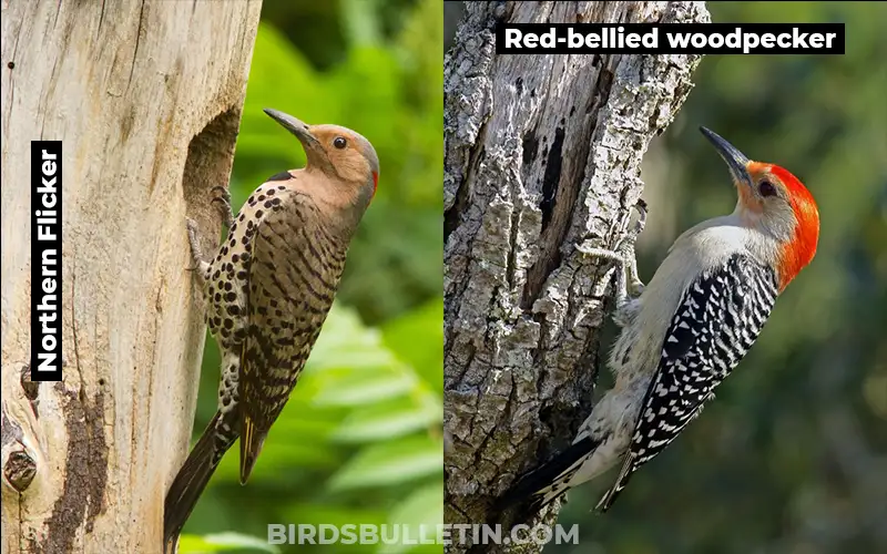 Red bellied woodpecker vs Northern Flicker