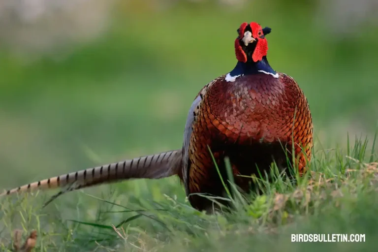 Ring-Necked Pheasant: Nesting Habits, And Subspecie