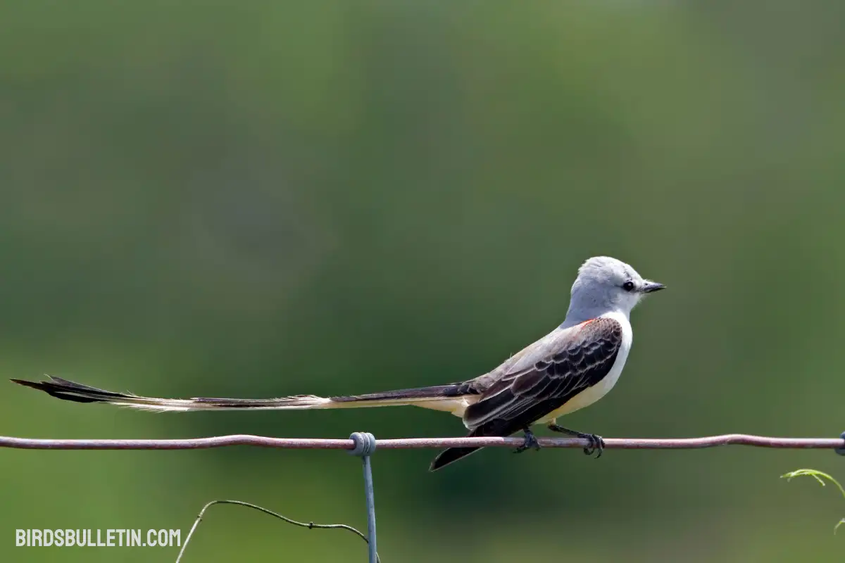 Scissor-tailed Flycatcher Overview