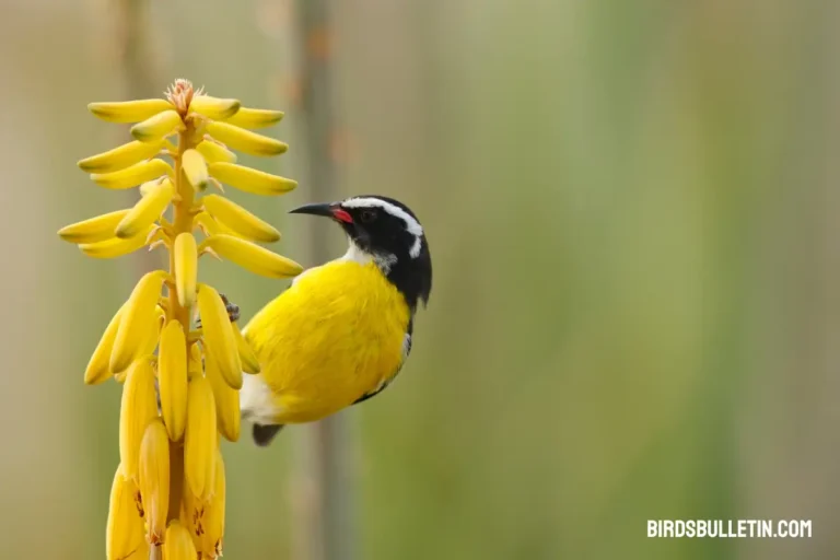 What Do Bananaquits Eat?