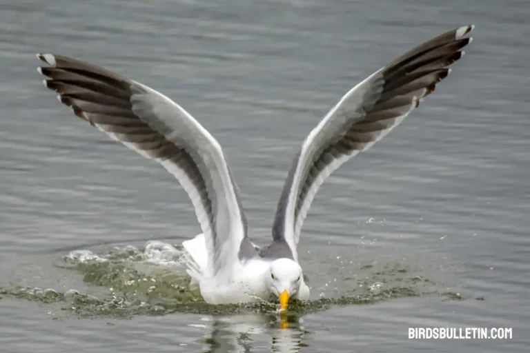 What Do California Gulls Eat?