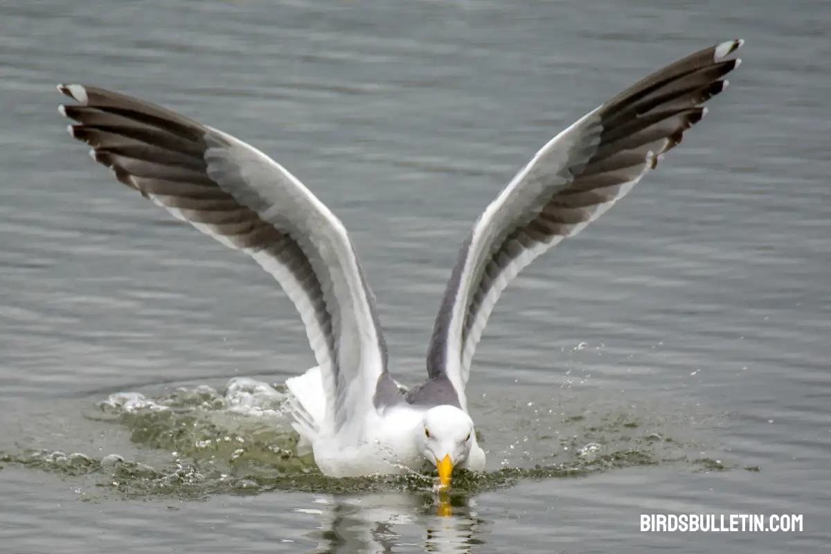 What Do California Gulls Eat? Birds Bulletin