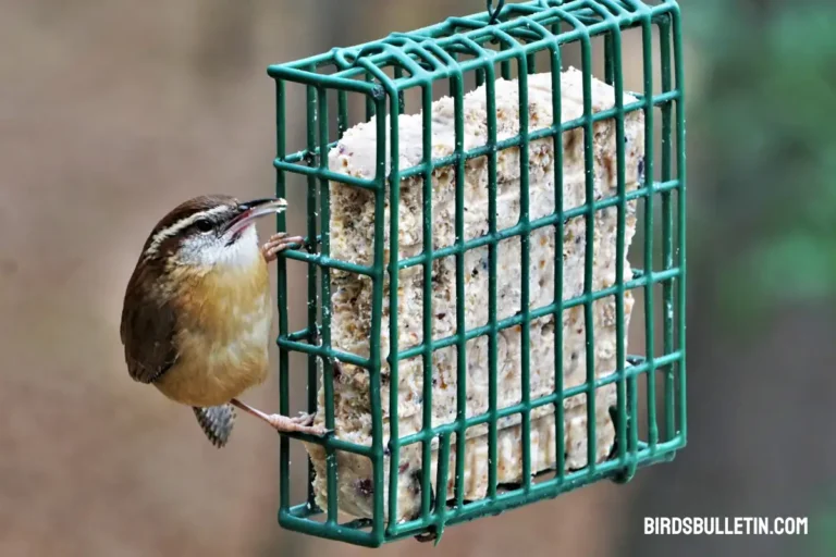 What Do Carolina Wrens Eat