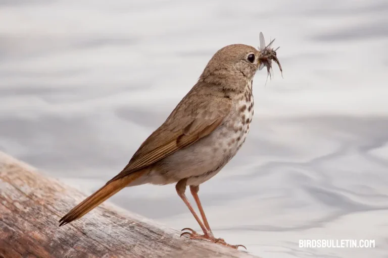 What Do Hermit Thrushes Eat?