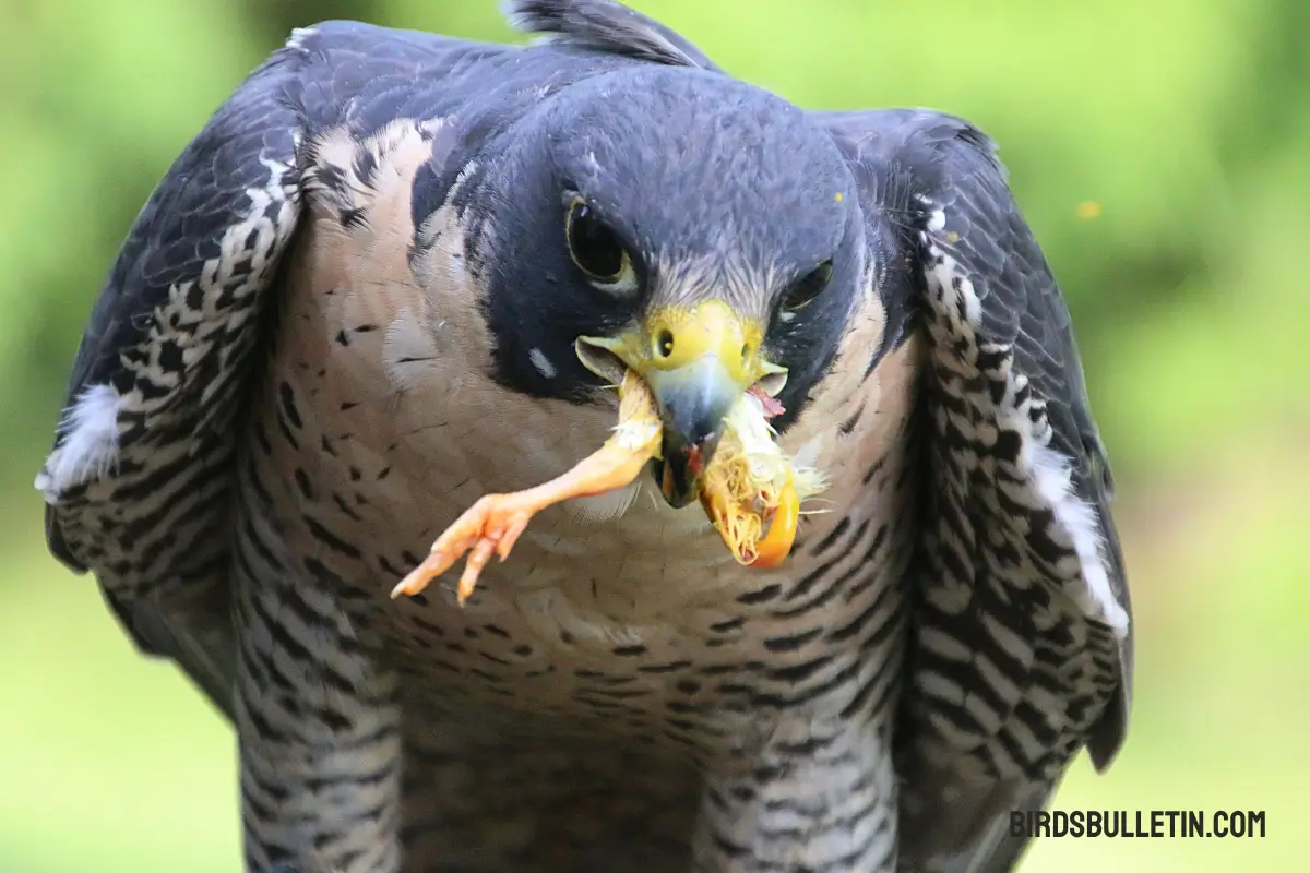 What Do Peregrine Falcons Eat
