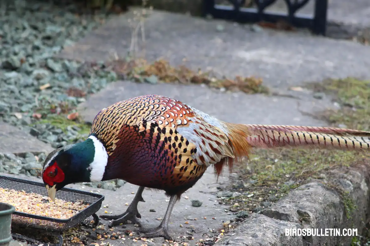 What Do Ring-Necked Pheasants Eat