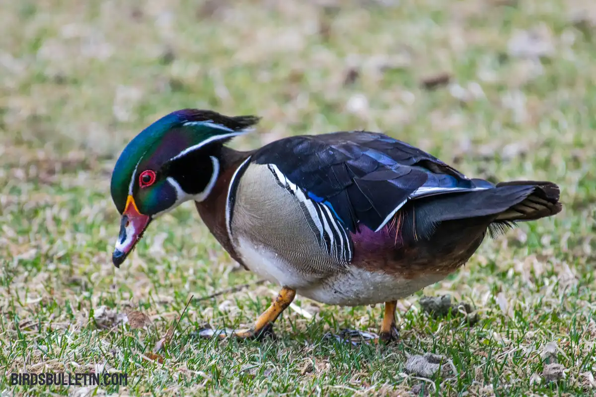 What Do Wood Ducks Eat