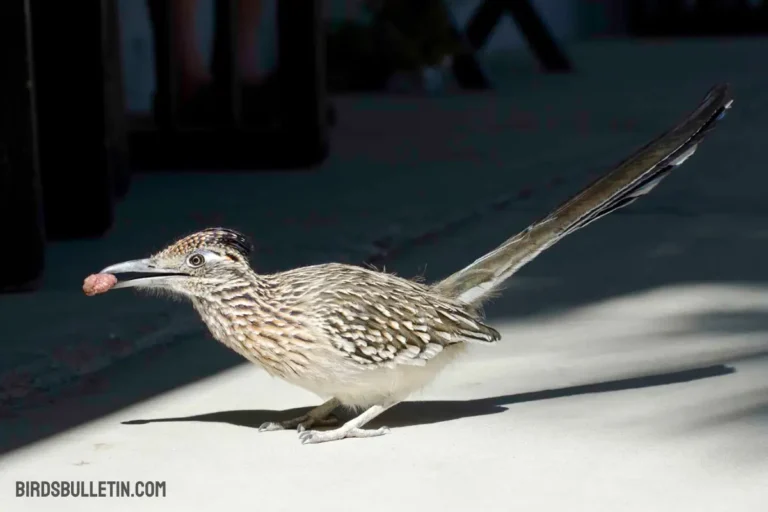 What Do Greater Roadrunners Eat?