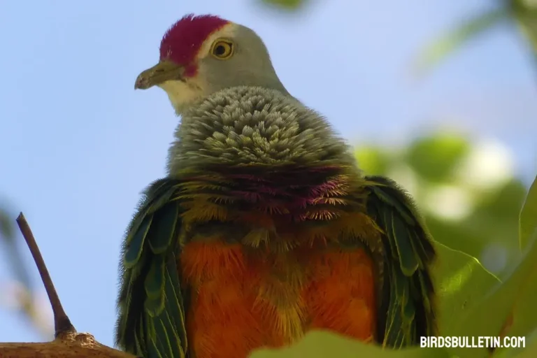 What Does Mariana Fruit Dove Eat?
