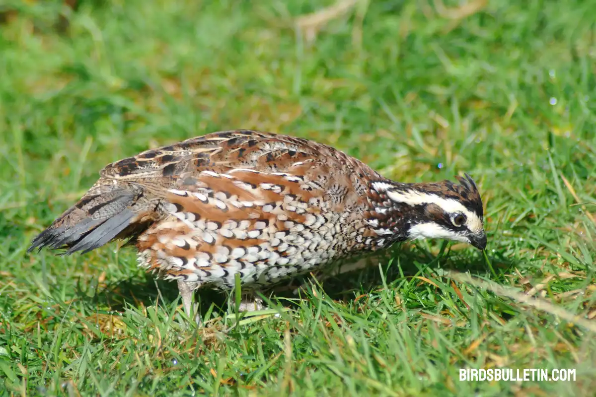 What Does the Bobwhite Quail Eat? - Birds Bulletin