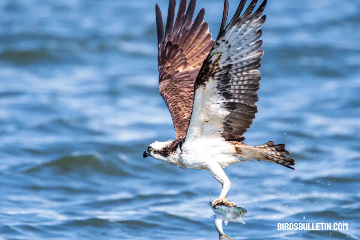 What Does the Osprey Eat