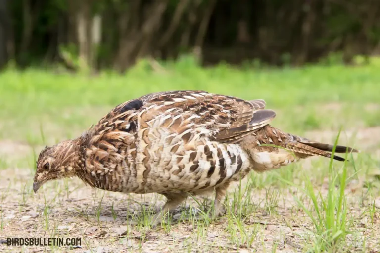 What Does the Ruffed Grouse Eat?