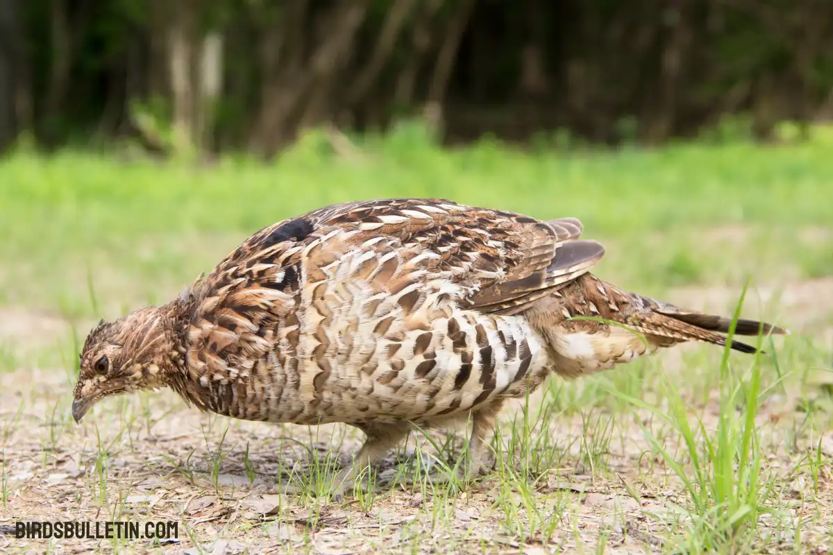What Does the Ruffed Grouse Eat