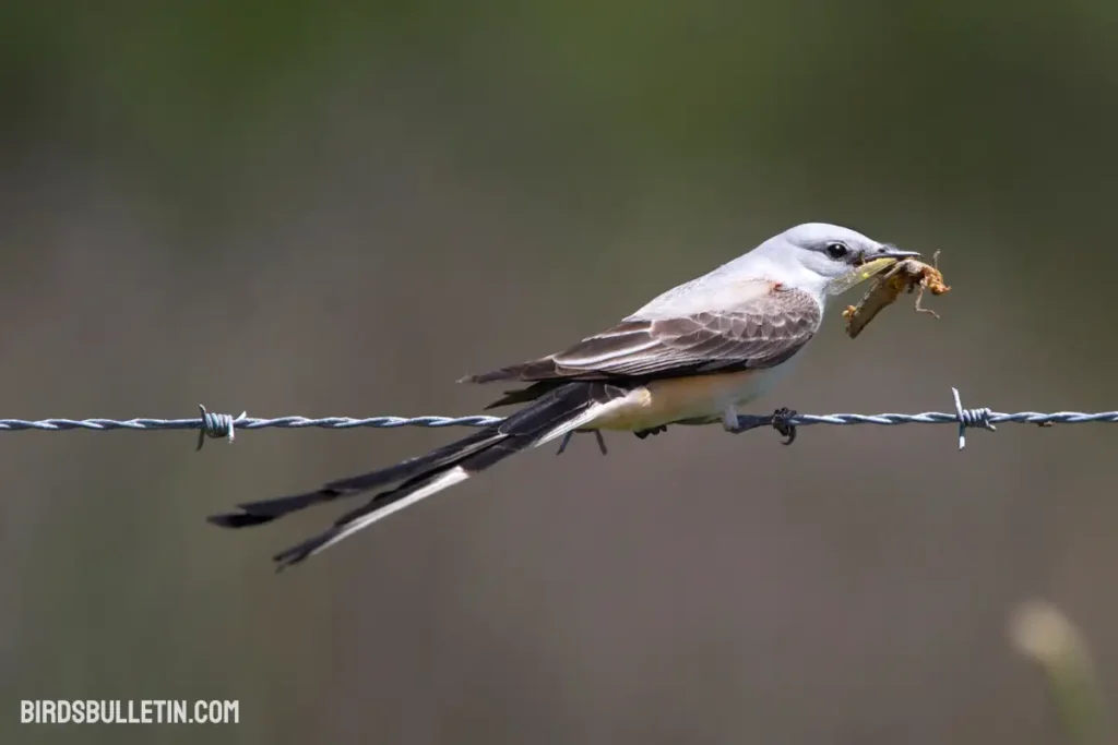 What Does the ScissorTailed Flycatcher Eat? Birds Bulletin