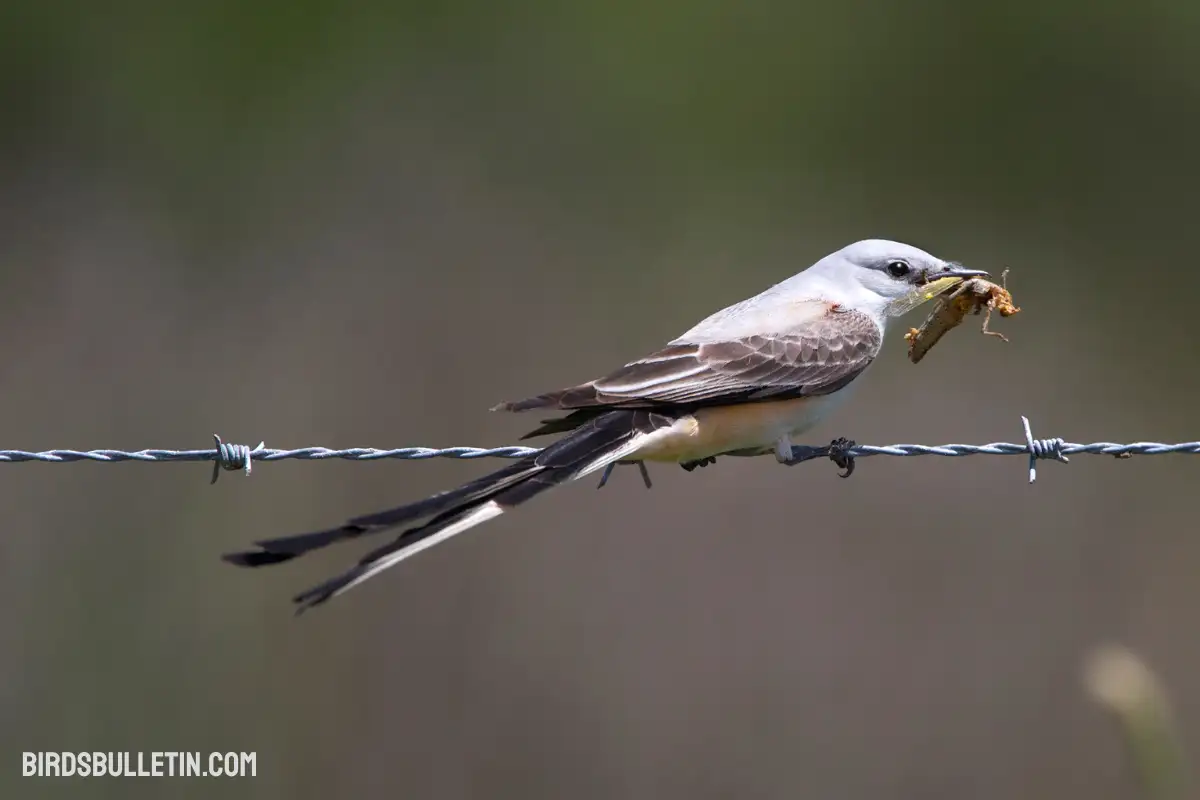 What Does the Scissor-Tailed Flycatcher Eat