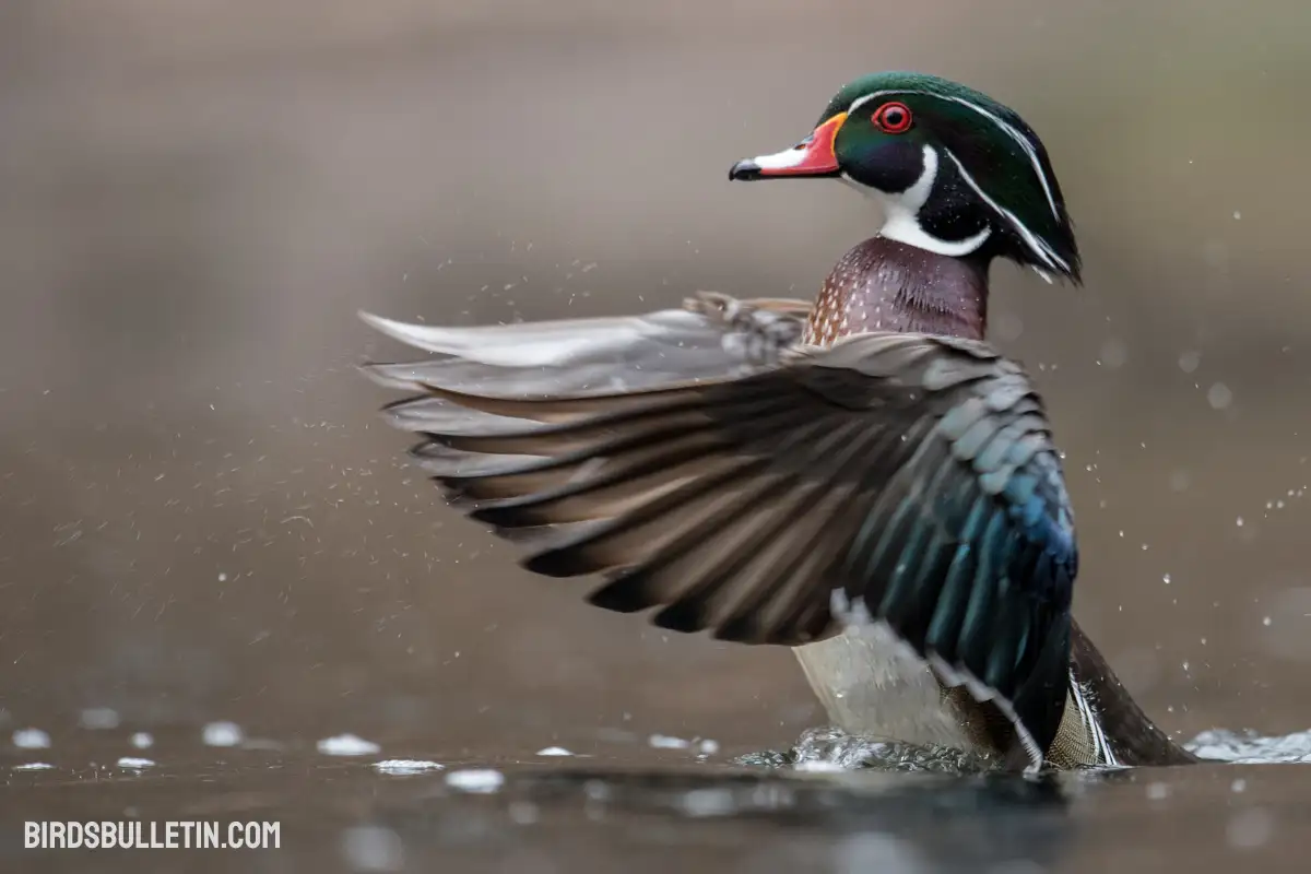 Wood Duck Overview